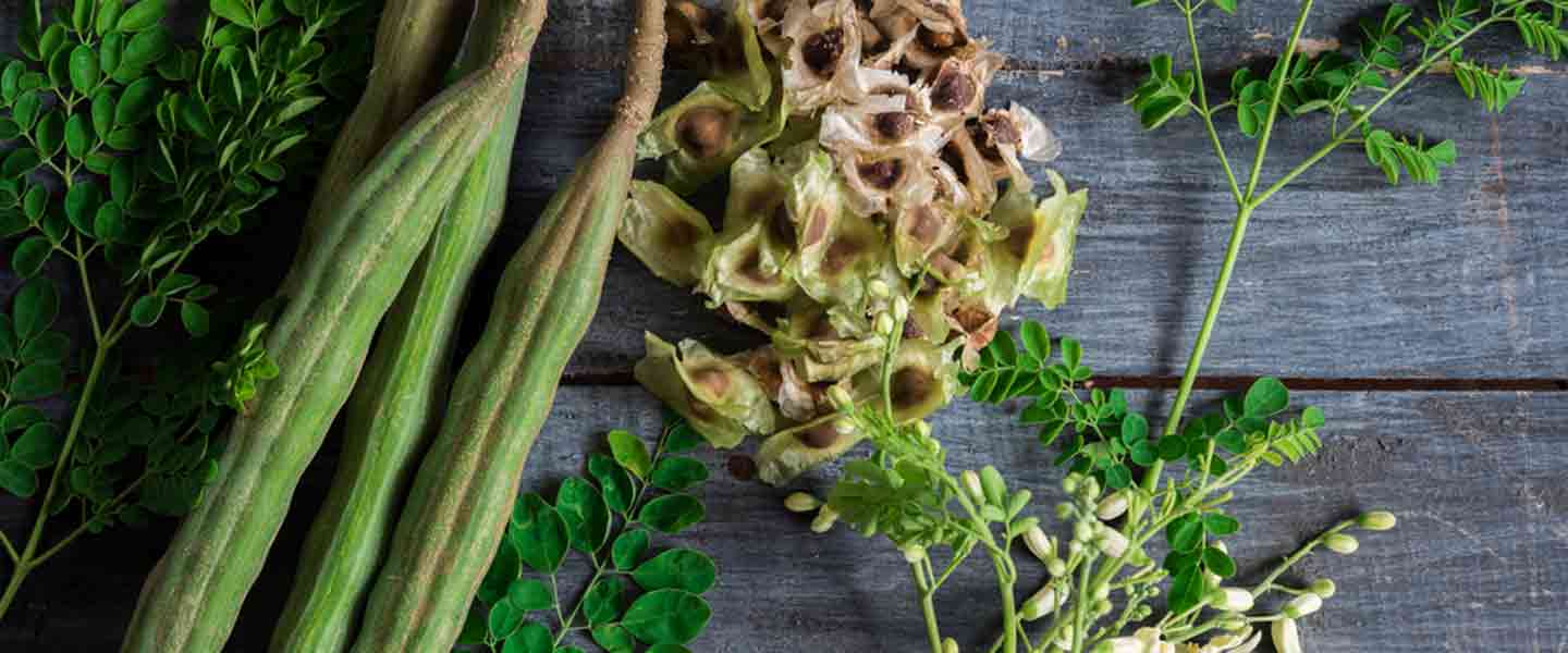 Moringa choyi nima, Moringa choyining qanday foydalari bor?